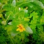 Melampodium perfoliatum Kwiat