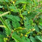 Chamaecrista nictitans Yaprak