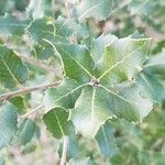 Quercus coccifera Leaf