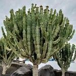 Euphorbia canariensis Хабит