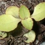 Kalanchoe prolifera 叶