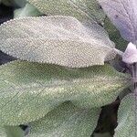 Salvia officinalis Yaprak