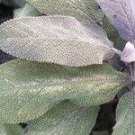 Salvia officinalis Leaf