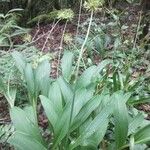 Allium tricoccum Lorea