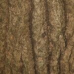 Gyrocarpus jatrophifolius Bark