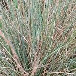 Festuca glauca Feuille