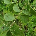 Ulmus rubra Leaf