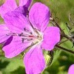 Geranium sylvaticumFlower