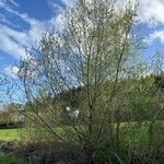 Salix triandra Alkat (teljes növény)