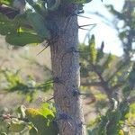 Acacia paradoxa പുറംതൊലി