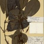 Cybianthus potiaei Leaf