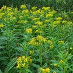 Senecio hercynicus Feuille