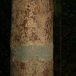Abarema gallorum Ŝelo
