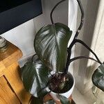 Philodendron erubescens Листок