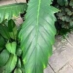 Alocasia lauterbachiana 叶