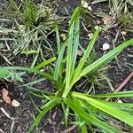 Carex sylvatica Leht