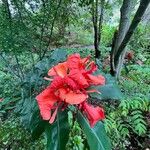 Hedychium greenii Flor