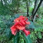 Hedychium greenii Flower