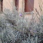 Lavandula angustifolia Leht