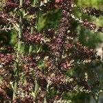 Veratrum nigrum その他の提案