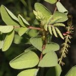 Indigofera hirsuta Blatt