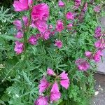 Sidalcea cusickii 花