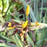 Sisyrinchium palmifolium Λουλούδι