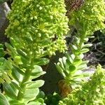 Aeonium arboreum Flower