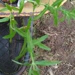 Epilobium tetragonum Leaf