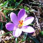 Crocus corsicus Flower