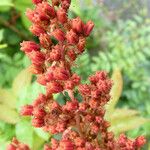 Sorbaria kirilowii ফল