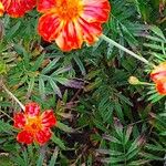 Tagetes tenuifolia Likasa