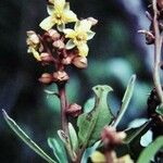 Hibbertia emarginata Flower