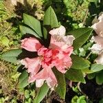 Rhododendron ferrugineum Квітка