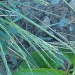 Digitaria sanguinalis Blatt