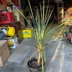 Cordyline australisFolha