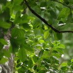 Celtis prantlii Hábito