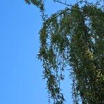 Salix × pendulina পাতা