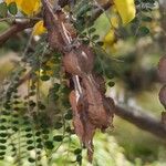 Sophora microphylla Fruto