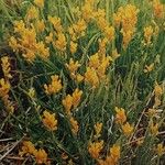 Genista sagittalis Otro