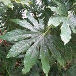 Fatsia japonica 叶