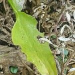 Ranunculus ophioglossifolius Blatt