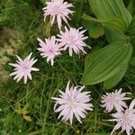 Scorzonera purpurea Flors