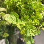 Moluccella laevisFeuille