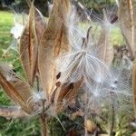 Asclepias curassavica Hedelmä