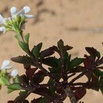 Iberis procumbens Natur