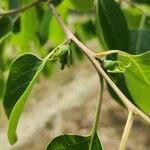 Diospyros virginiana Fruit