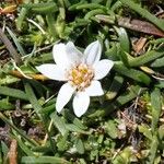 Werneria apiculata