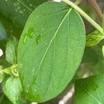 Lonicera japonica 叶