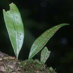 Microgramma thurnii Leaf